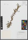 Foto von Salix alba L.